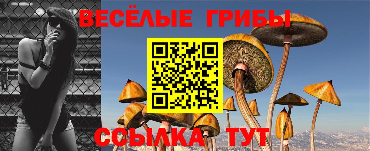 Галлюциногенные грибы Psilocybe Солнечногорск